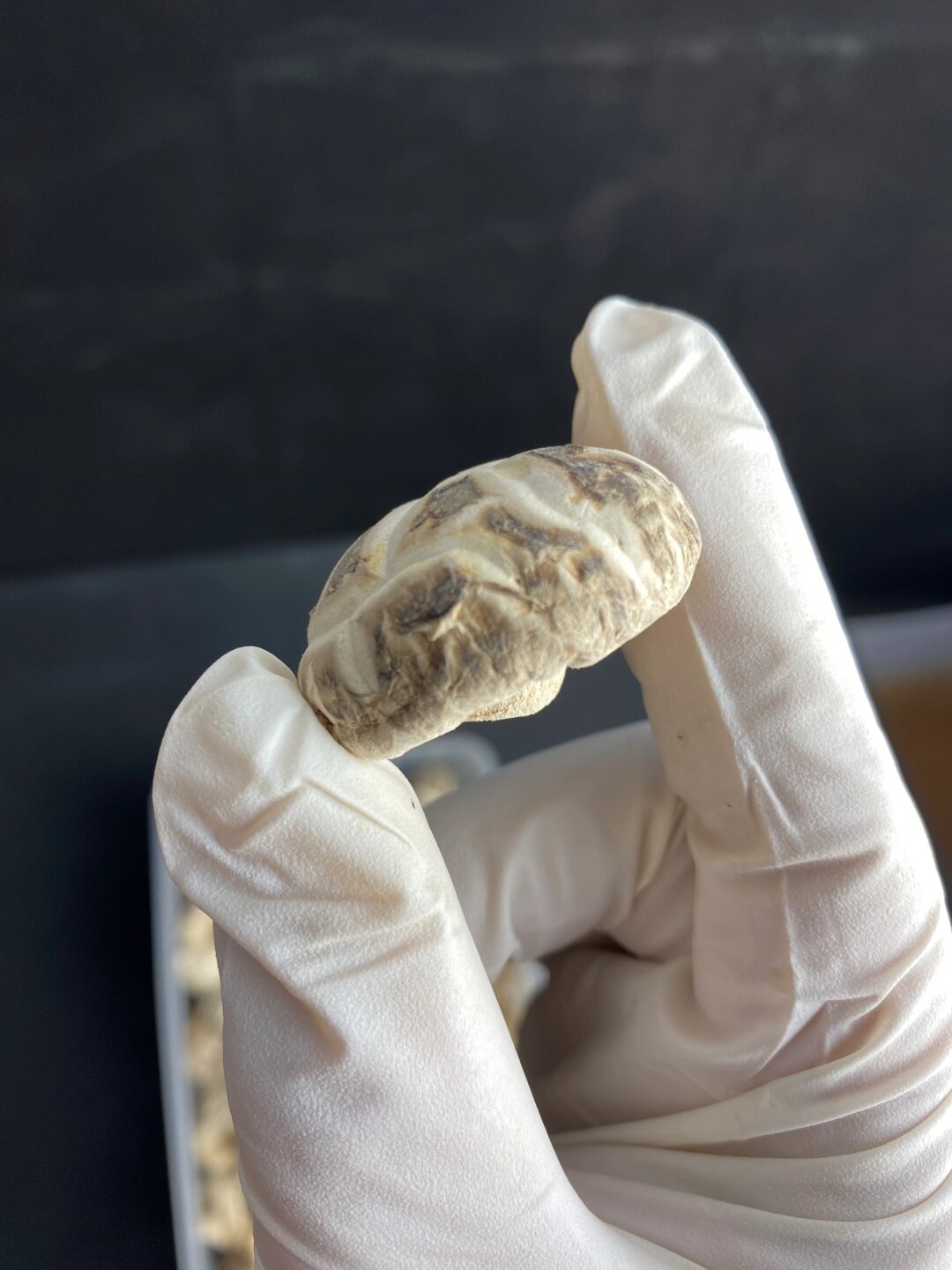 视频m3u8格式转换